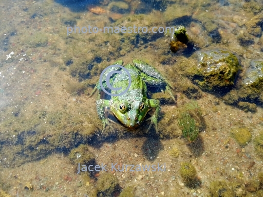 froge,water,pond