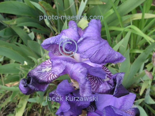 Georgia,Tibilisi,nature,flower,flwue de lys,iris