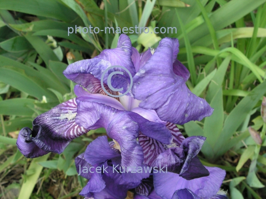 Georgia,Tibilisi,nature,flower,flwue de lys,iris