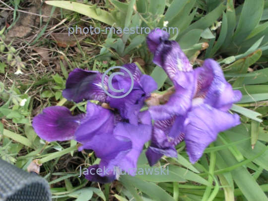 Georgia,Tibilisi,nature,flower,flwue de lys,iris