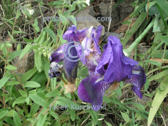 Georgia,Tibilisi,nature,flower,flwue de lys,iris