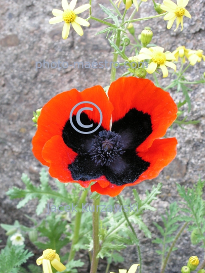 Georgia,Tibilisi,nature,flower,poppy