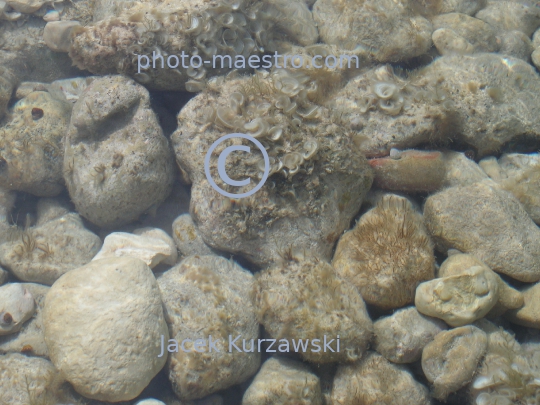 Malta,Gozo,Azure Window,shore,rocks,sea,water,trip,underwater