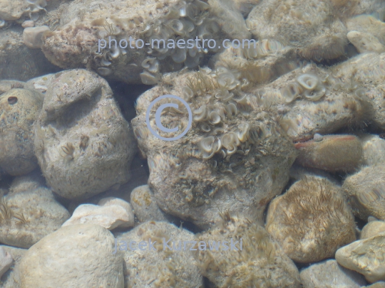 Malta,Gozo,Azure Window,shore,rocks,sea,water,trip,underwater