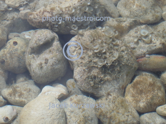 Malta,Gozo,Azure Window,shore,rocks,sea,water,trip,underwater