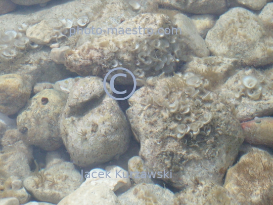 Malta,Gozo,Azure Window,shore,rocks,sea,water,trip,underwater