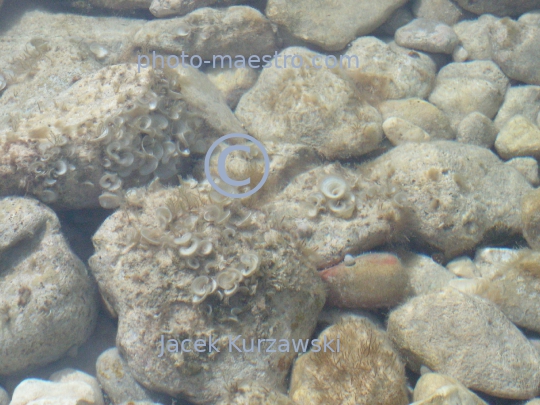 Malta,Gozo,Azure Window,shore,rocks,sea,water,trip,underwater