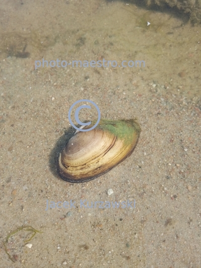 mollusc,water,beach