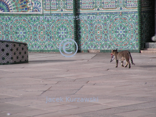 Morocco-Casablanca-Mosque-cat