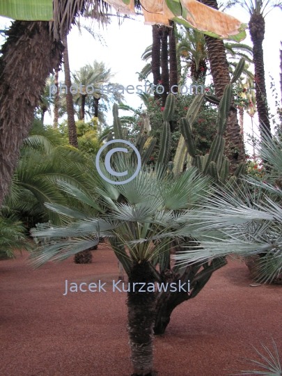 Morocco-Marakkesh-Majorelles Garden