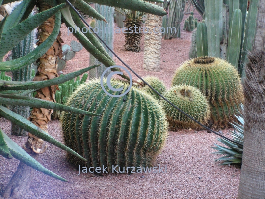 Morocco-Marakkesh-Majorelles Garden