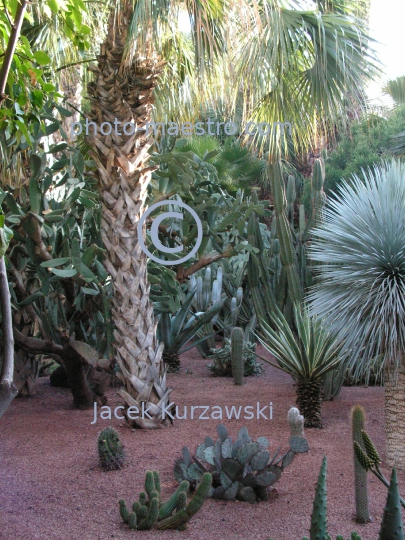 Morocco-Marakkesh-Majorelles Garden