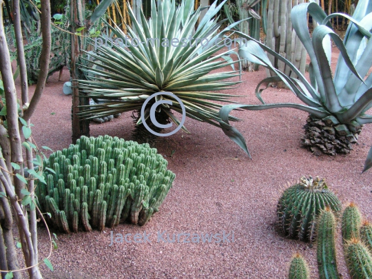 Morocco-Marakkesh-Majorelles Garden