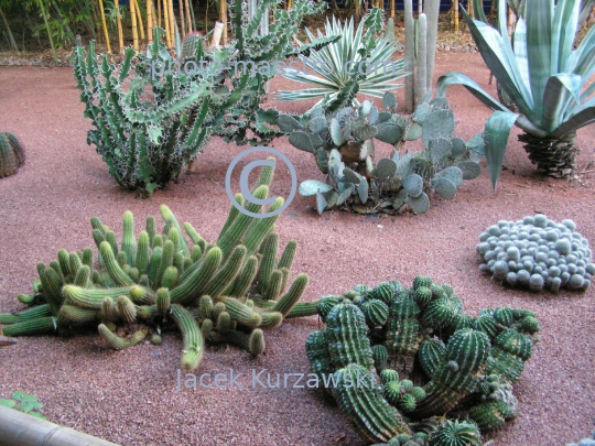 Morocco-Marakkesh-Majorelles Garden