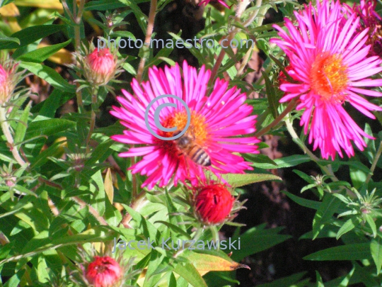 Nature,flowers,bee,nectar