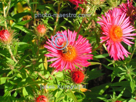 Nature,flowers,bee,nectar