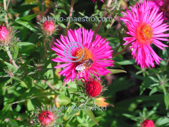 Nature,flowers,bee,nectar