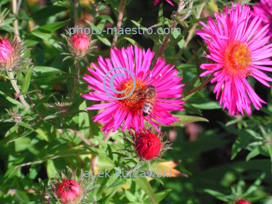 Nature,flowers,bee,nectar