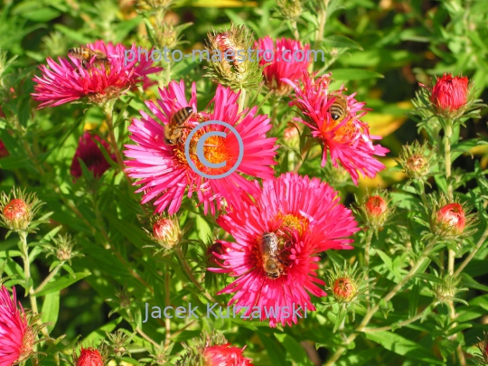 Nature,flowers,bee,nectar