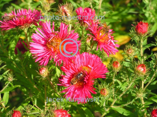 Nature,flowers,bee,nectar