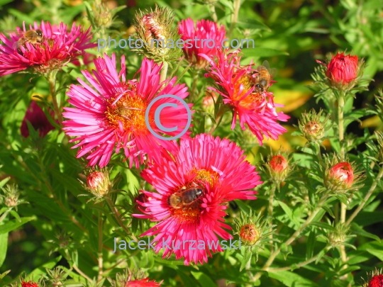 Nature,flowers,bee,nectar