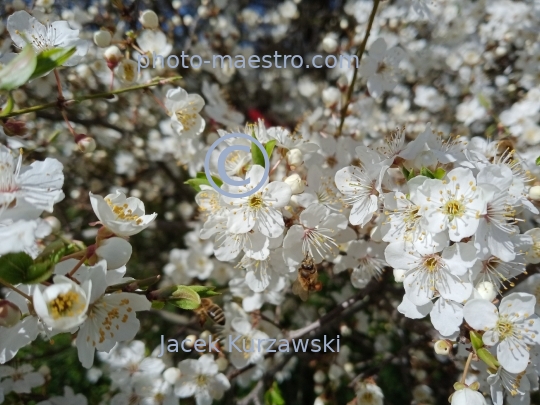 nature,flowers,spring,bees,bubblebees