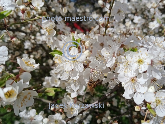 nature,flowers,spring,bees,bubblebees