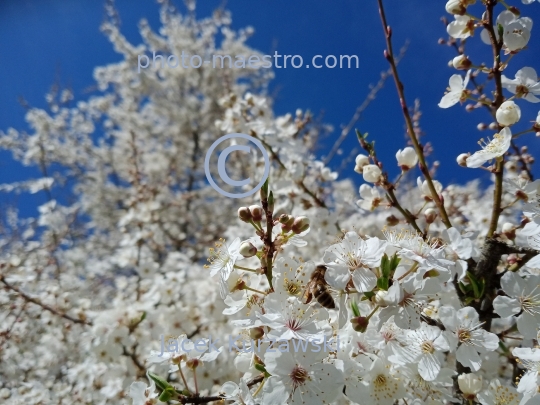 nature,flowers,spring,bees,bubblebees