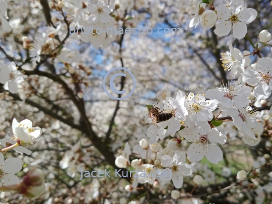 nature,flowers,spring,bees,bubblebees