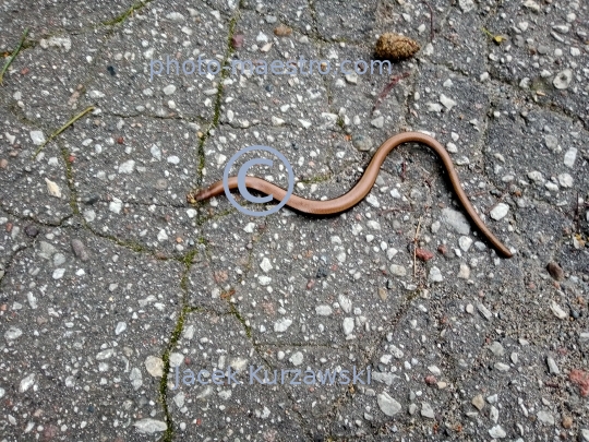 nature,grass snake,reptiles,ground