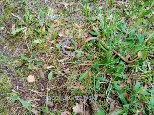 nature,grass snake,reptiles,ground