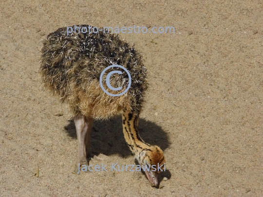 ostrich cub,bird,nature,sand