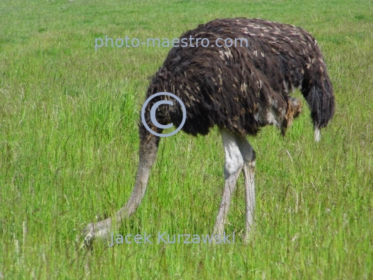 ostrich,bird,nature