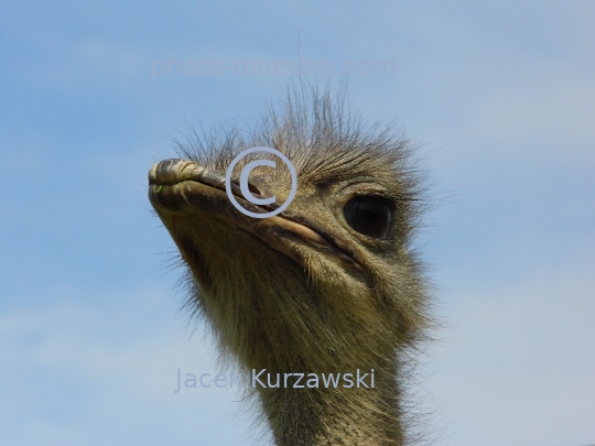 ostrich,bird,nature