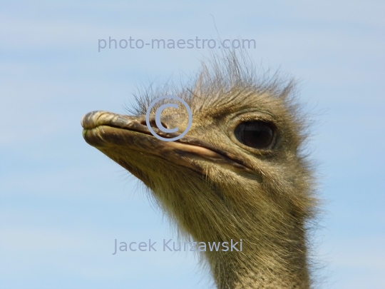 ostrich,bird,nature