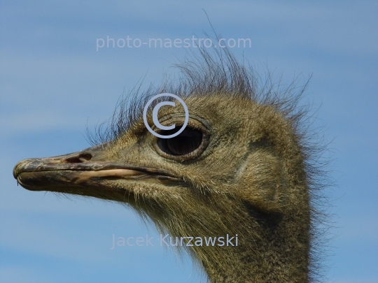 ostrich,bird,nature