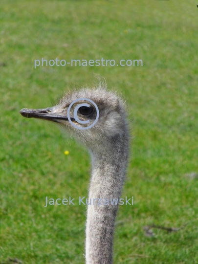 ostrich,bird,nature