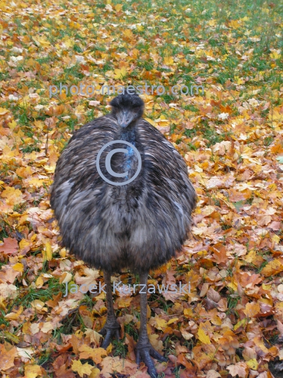 ostrich,bird,nature