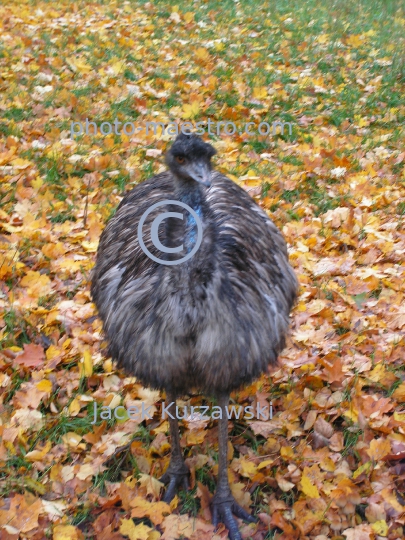 ostrich,bird,nature