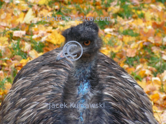 ostrich,bird,nature