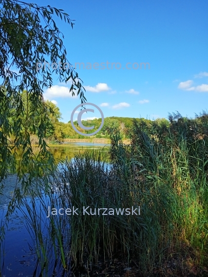 Poland,Bydgoszcz,Kuyavian-Pomeranian Voivodeship,nature,Myslecinek,recreation,ponds