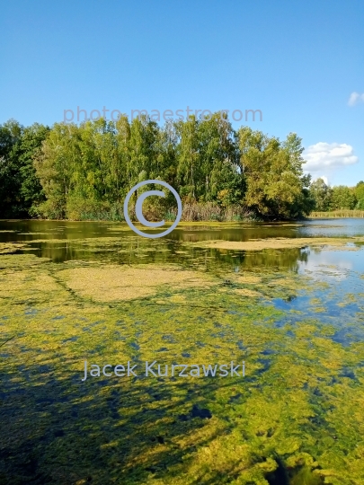 Poland,Bydgoszcz,Kuyavian-Pomeranian Voivodeship,nature,Myslecinek,recreation,ponds