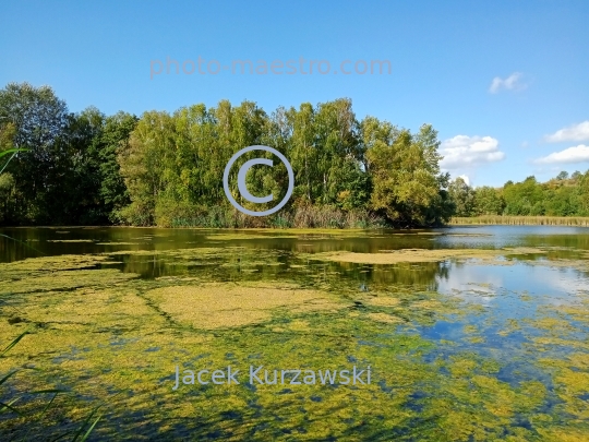 Poland,Bydgoszcz,Kuyavian-Pomeranian Voivodeship,nature,Myslecinek,recreation,ponds