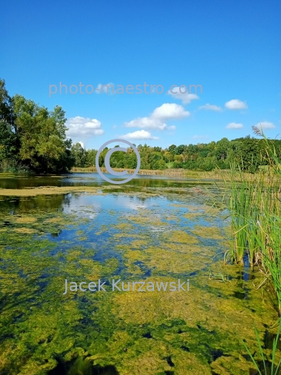 Poland,Bydgoszcz,Kuyavian-Pomeranian Voivodeship,nature,Myslecinek,recreation,ponds