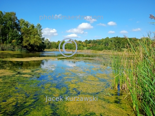 Poland,Bydgoszcz,Kuyavian-Pomeranian Voivodeship,nature,Myslecinek,recreation,ponds