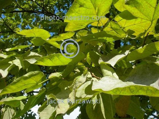 Poland,Czestochowa,Silesian Voivodeship,city center,leafs,park