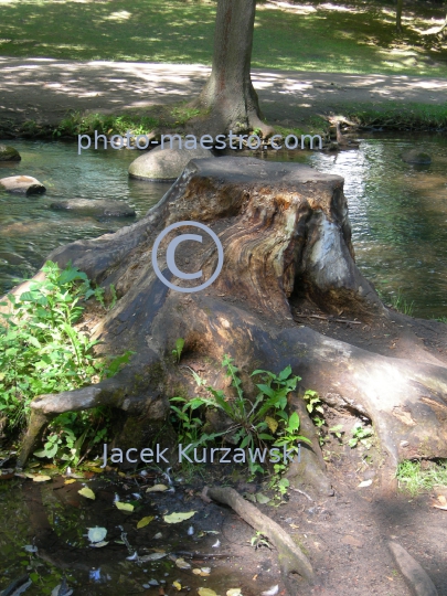 Poland,Gdansk,Gdansk-Oliwa,Pomeranian Voivodeship,park,nature,panoramical view