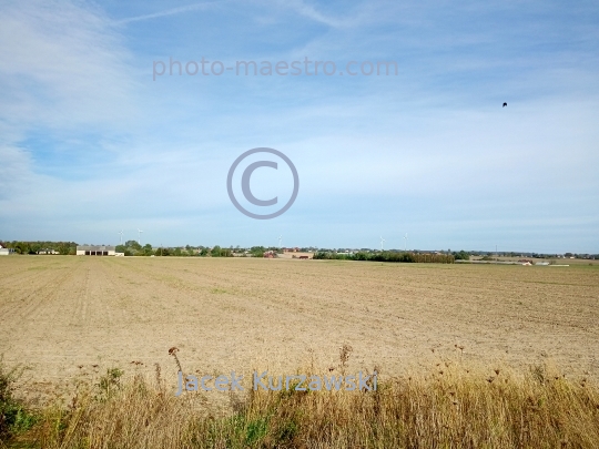 Poland,Klodawa,Greater Poland Voivodeship,field,rye,blue sky