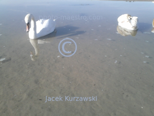 Poland,Kolobrzeg,West Pomeranian Voivodeship,birds,swans,Baltic Sea,beach