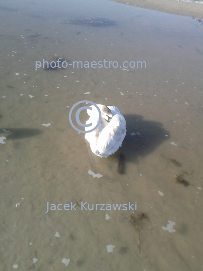 Poland,Kolobrzeg,West Pomeranian Voivodeship,birds,swans,Baltic Sea,beach